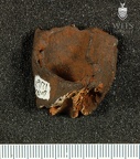 STW 579 Australopithecus africanus partial right maxilla posterior