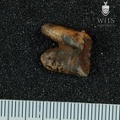 STW_587_Australopithecus_africanus_URM3_1.JPG