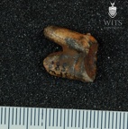 STW 587 Australopithecus africanus URM3 1