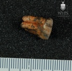 STW 587 Australopithecus africanus URM3 2