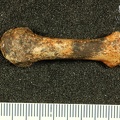STW_595_Australopithecus_africanus_MT1R_dorsal.JPG