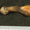 STW 595 Australopithecus africanus MT1R medial