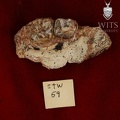 STW 59 Australopithecus africanus partial right maxilla inferior