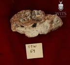 STW 59 Australopithecus africanus partial right maxilla inferior