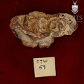 STW 59 Australopithecus africanus partial right maxilla superior