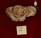 STW 59 Australopithecus africanus partial right maxilla superior