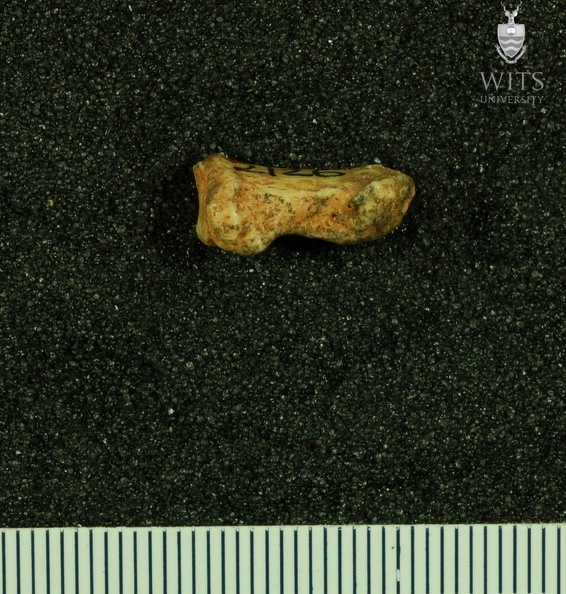 STW 617 Australopithecus africanus first right distal phalanx