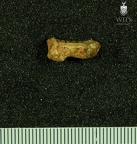 STW 617 Australopithecus africanus first right distal phalanx