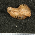 STW 618 Austarlopithecus africanus CSCAPHL 1