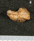 STW 618 Austarlopithecus africanus CSCAPHL 1