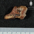 STW 61 Australopithecus africanus LRM2 lingual
