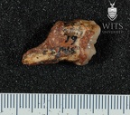 STW 61 Australopithecus africanus LRM2 lingual