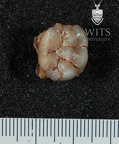 STW 61 Australopithecus africanus LRM2 occlusal