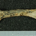 STW 64 Australopithecus africanus MC3L medial