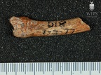 STW 65 Australopithecus africanus MC4R lateral