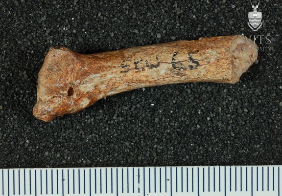 STW 65 Australopithecus africanus MC4R medial