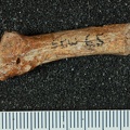 STW 65 Australopithecus africanus MC4R medial