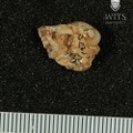 STW 67 Australopithecus africanus LRDM2 apical