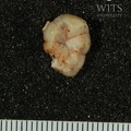 STW 67 Australopithecus africanus LRDM2 occlusal