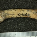 STW 68 Australopithecus africanus MC4R medial