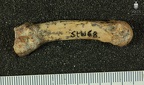 STW 68 Australopithecus africanus MC4R medial