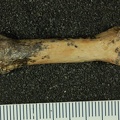STW_68_Australopithecus_africanus_MC4R_palmar.JPG