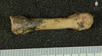 STW 68 Australopithecus africanus MC4R palmar