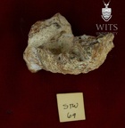 STW 69 Australopithecus africanus partial right maxilla superior