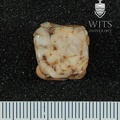 STW 72 Australopithecus africanus LLM2 occlusal