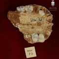 STW 73 Australopithecus africanus maxilla inferior