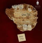 STW 73 A. africanus maxilla