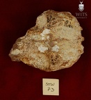 STW 73 Australopithecus africanus maxilla superior