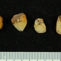 STW_75-79_Australopithecus_africanus_associated_upper_deciduous_dentition_1.JPG
