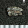 STW_7_Australopithecus_africanus_LLP3_mesial.JPG