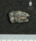 STW 7 Australopithecus africanus LLP3 mesial