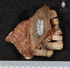 STW 80 Australopithecus africanus partial manbile anterior 2