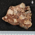STW 80 Australopithecus africanus partial manbile posterior 2