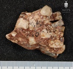 STW 80 Australopithecus africanus partial manbile posterior 2