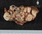 STW 80 Australopithecus africanus partial manbile superior 2