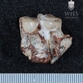 STW 80 Australopithecus africanus partial mandible medial 1