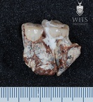 STW 80 Australopithecus africanus partial mandible medial 1