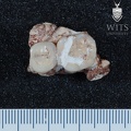 STW 80 Australopithecus africanus partial mandible superior 1
