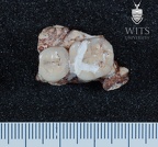 STW 80 Australopithecus africanus partial mandible superior 1