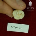 STW 81 Australopithecus africanus LRM3 occlusal