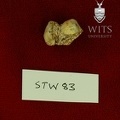STW 83 Australopithecus africanus tooth fragment