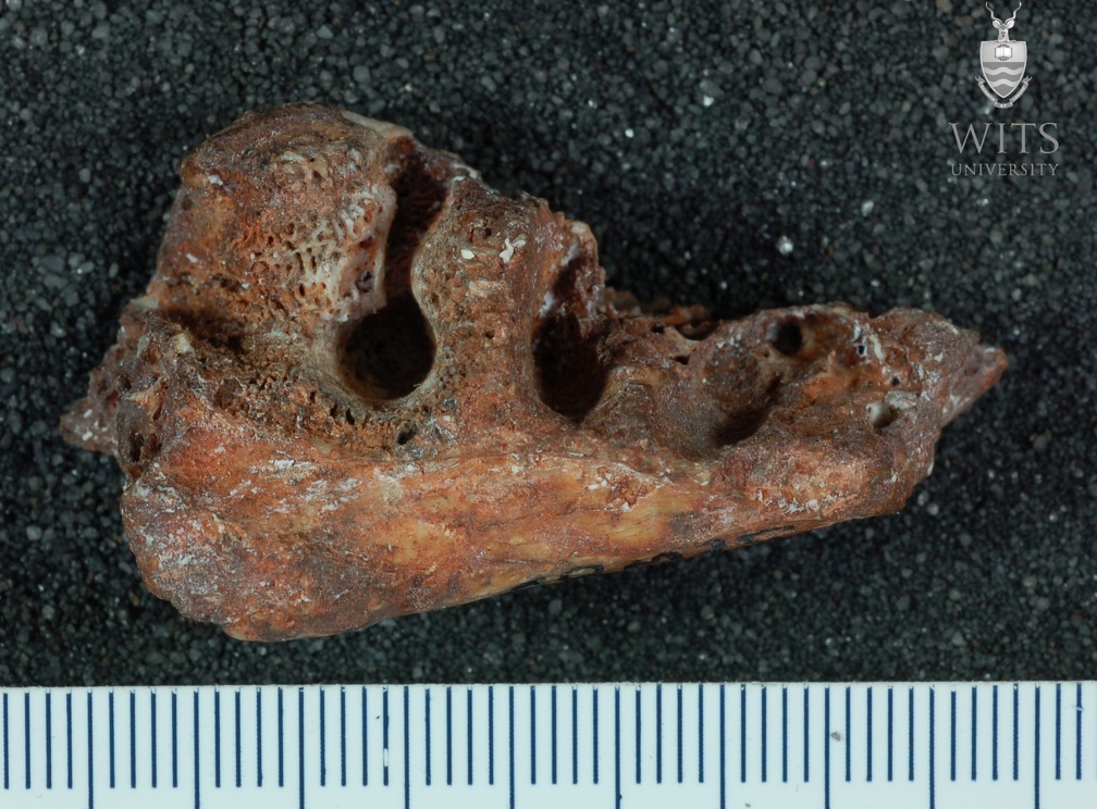 STW 85 Australopithecus africanus partial mandible superior