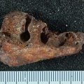 STW_85_Australopithecus_africanus_partial_mandible_superior.JPG