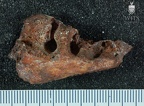 STW 85 Australopithecus africanus partial mandible superior