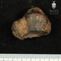 STW_88_Australopithecus_africanus_TTALR_dorsal.JPG