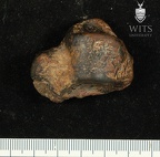 STW 88 Australopithecus africanus TTALR dorsal